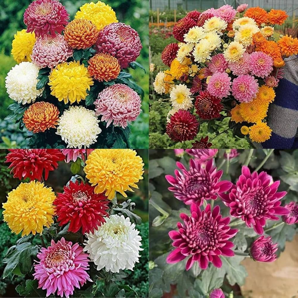 Dutch Chrysanthemum Flower seeds for Planting - Perfect for Borders, Heirloom & GMO Free Seeds for Home Garden