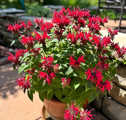Beebalm Flower seeds for Planting Garden Favorite Heirloom & GMO Free Seeds for Home Garden