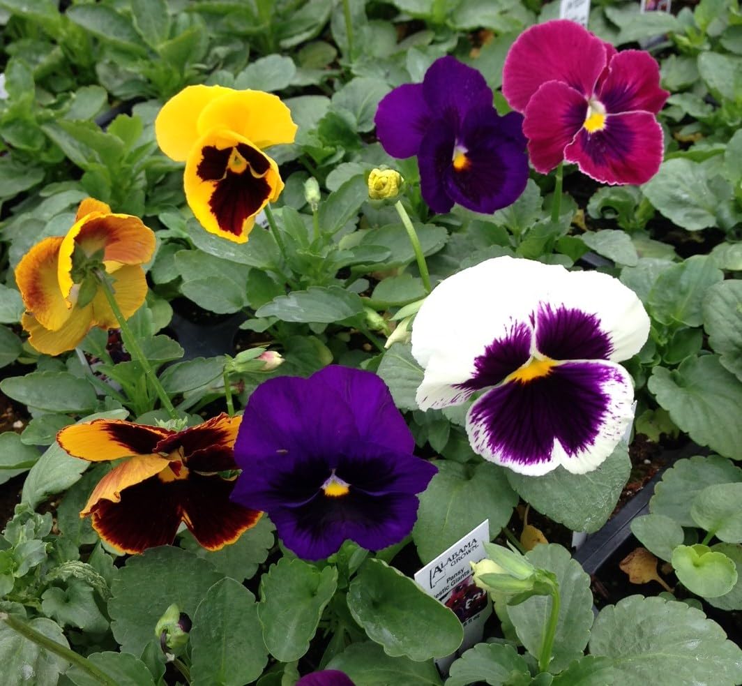 Pansy Swiss Flower seeds for Planting Pollinator Friendly Heirloom & GMO Free Seeds for Home Garden
