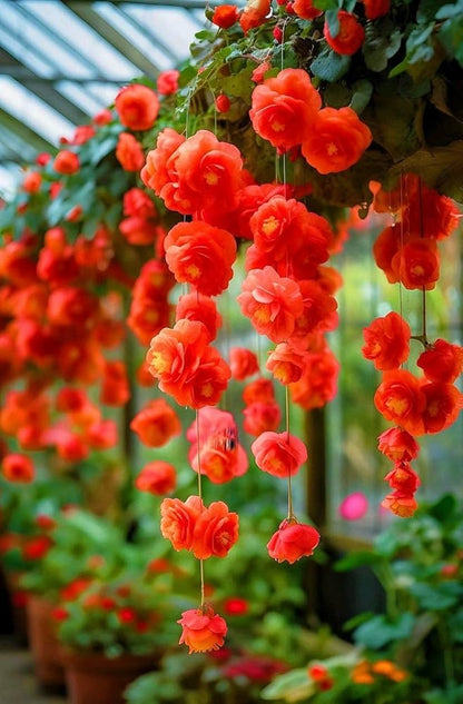 Begonia Flower seeds for Planting Cottage Garden Essential Heirloom & GMO Free Seeds for Home Garden