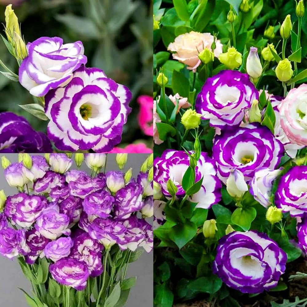 High quality Mixed Lisianthus Sapphire Flower seeds for Planting Seasonal Bloomer, Heirloom & GMO Free Seeds for Home Garden seeds pack