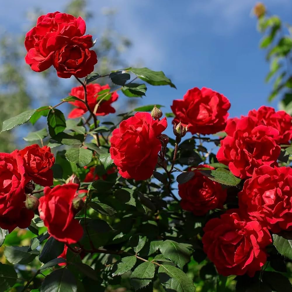 Red Climbing Rose Flower seeds for Planting Vibrant Colors Heirloom & GMO Free Seeds for Home Garden
