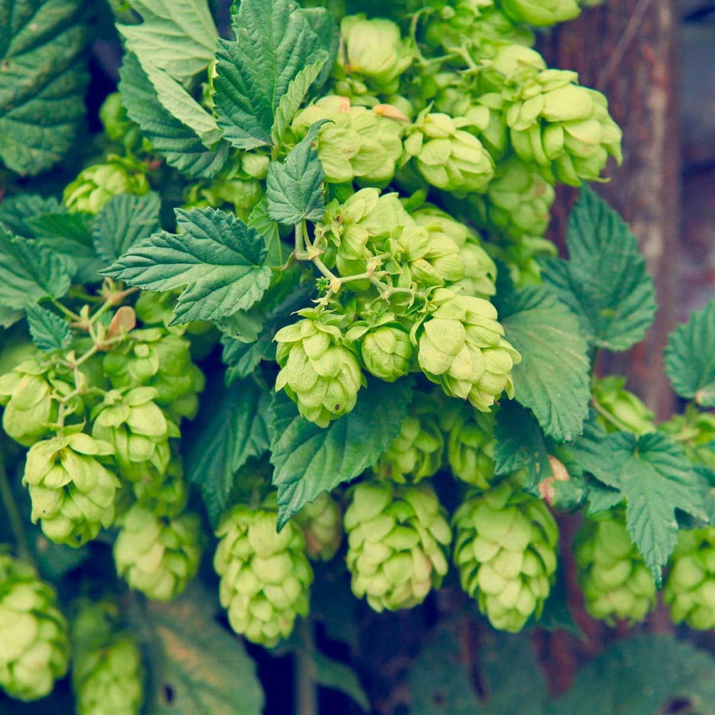 Dark Green Humulus Lupulus Flower seeds for Planting Wildflower Mix, Heirloom & GMO Free Seeds for Home Garden seeds for planting
