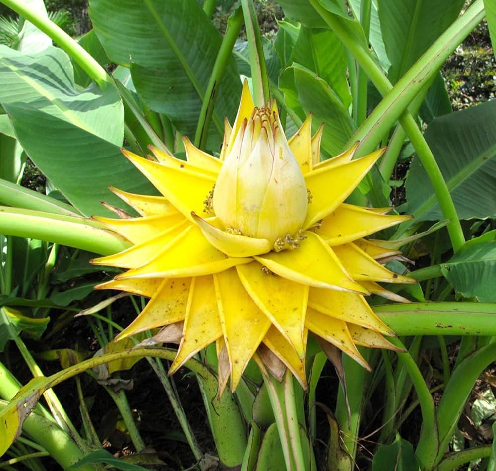 Heirloom Musella Lasiocarpa Flower seeds for Planting Sun Loving Heirloom & GMO Free Seeds for Home Garden