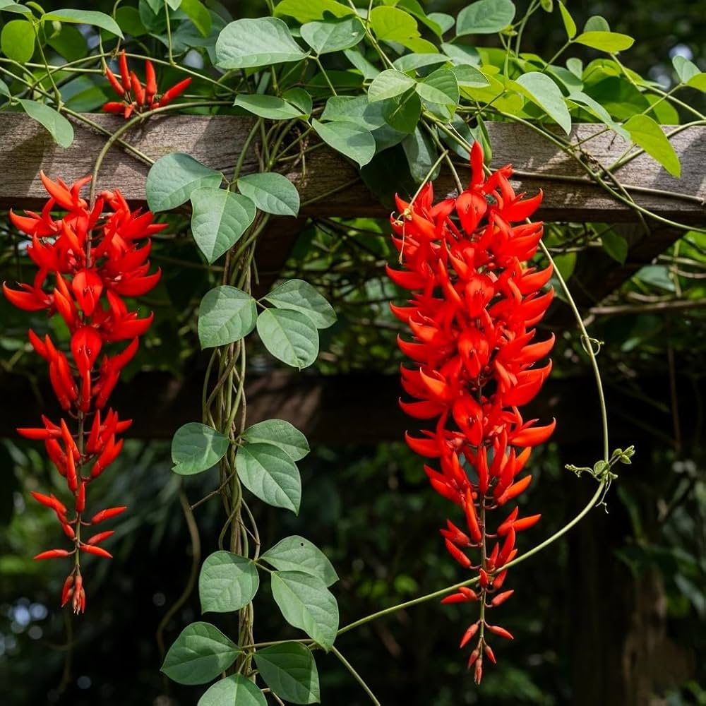 Red Strongylodon Flower seeds for Planting - Perfect for Borders, Heirloom & GMO Free Seeds for Home Garden