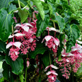 Medinilla Flower seeds for Planting Compact Growth, Heirloom & GMO Free Seeds for Home Garden seeds for planting