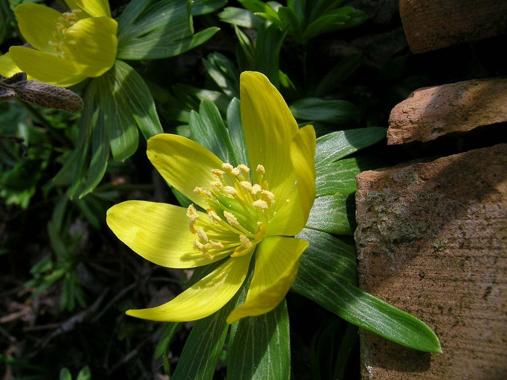 High quality Hyemalis Flower seeds for Planting Seasonal Bloomer, Heirloom & GMO Free Seeds for Home Garden seeds pack