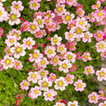 Light Pink Saxifraga Flower seeds for Planting Long Bloom Season, Heirloom & GMO Free Seeds for Home Garden seeds for planting