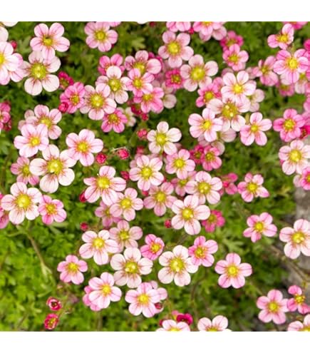 Saxifraga Moss Flower seeds for Planting Perfect for Borders, Heirloom & GMO Free Seeds for Home Garden vegetable and garden seeds