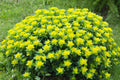 Yellow Euphorbia Polychroma Flower seeds for Planting Wildflower Mix, Heirloom & GMO Free Seeds for Home Garden seeds for planting