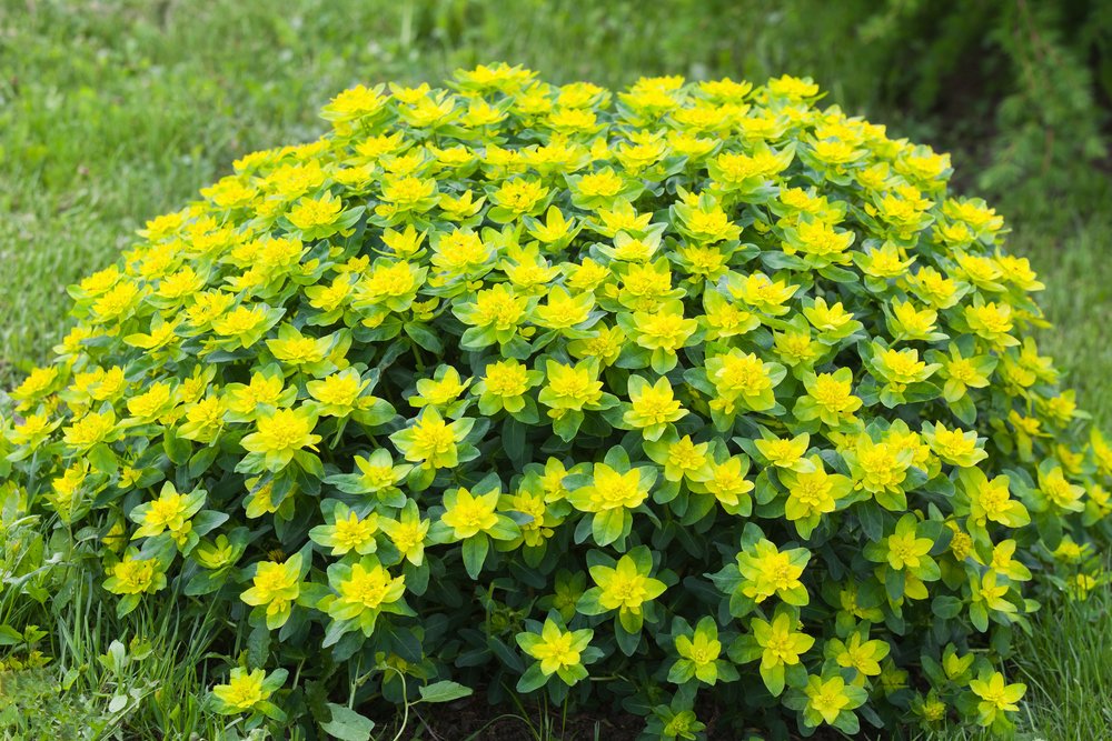 Yellow Euphorbia Polychroma Flower seeds for Planting Wildflower Mix, Heirloom & GMO Free Seeds for Home Garden seeds for planting