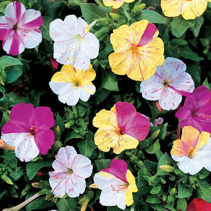 Heirloom Mirabilis Jalapa Flower seeds for Planting Easy to Grow Heirloom & GMO Free Seeds for Home Garden