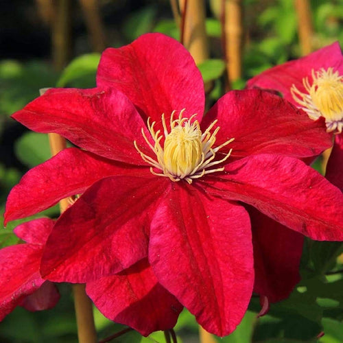 Clematis Burgundy Flower seeds for Planting Low Maintenance, Heirloom & GMO Free Seeds for Home Garden seeds for planting