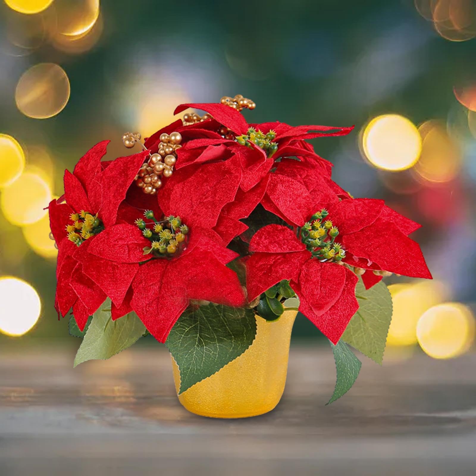 Premium Green Poinsettia Perennial Flower seeds for Planting Wildflower Mix, Heirloom & GMO Free Seeds for Home Garden seeds
