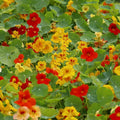 Capuchina Flower seeds for Planting Perfect for Borders, Heirloom & GMO Free Seeds for Home Garden seeds for planting