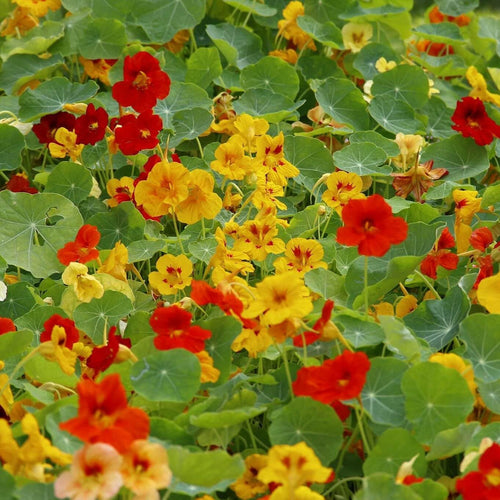 Capuchina Flower seeds for Planting Perfect for Borders, Heirloom & GMO Free Seeds for Home Garden seeds for planting