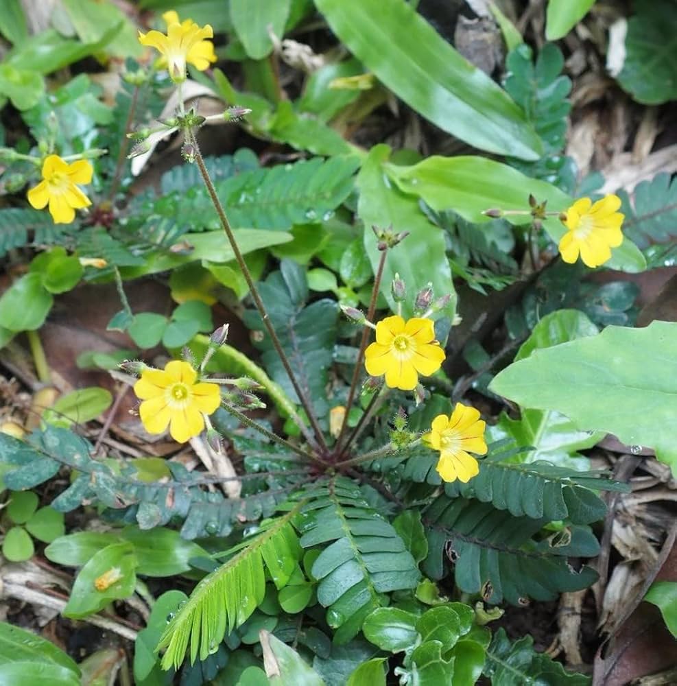 Biophytum Flower seeds for Planting - Garden Favorite, Heirloom & GMO Free Seeds for Home Garden