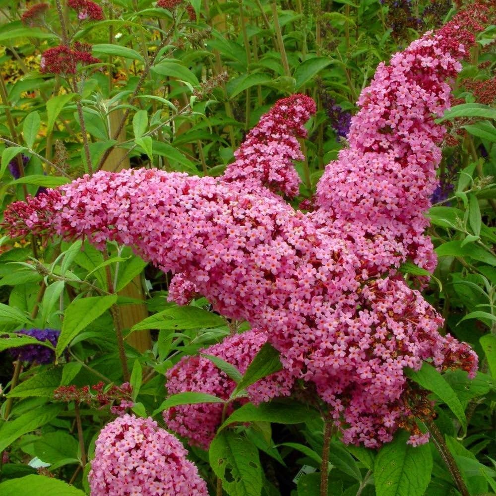 Pink Buddleia Butterfly Bush Flower seeds for Planting Cottage Garden Essential, Heirloom & GMO Free Seeds for Home Garden seeds for planting