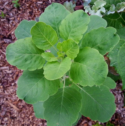 Papalo Flower seeds for Planting - Hardy Variety, Heirloom & GMO Free Seeds for Home Garden
 
 Sale seeds for home garden