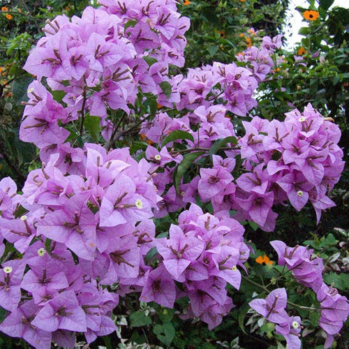Bougainvillea Lavender Flower seeds for Planting Hardy Variety, Heirloom & GMO Free Seeds for Home Garden seeds for planting