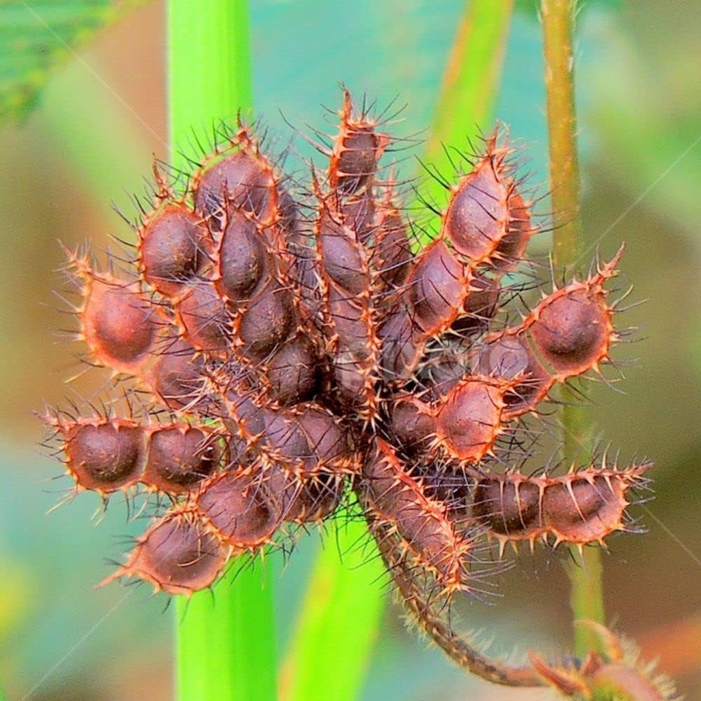 Mimosa Pudica Seeds For Planting: Sensitive Plant Flower