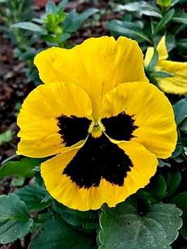 Premium Yellow Pansy Flower seeds for Planting Perfect for Borders, Heirloom & GMO Free Seeds for Home Garden seeds