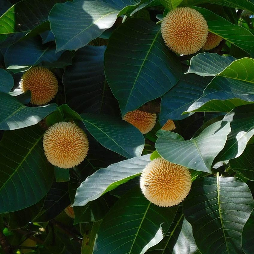 Premium Green Anthocephalus Kadamba Flower seeds for Planting Colorful Display, Heirloom & GMO Free Seeds for Home Garden seeds
