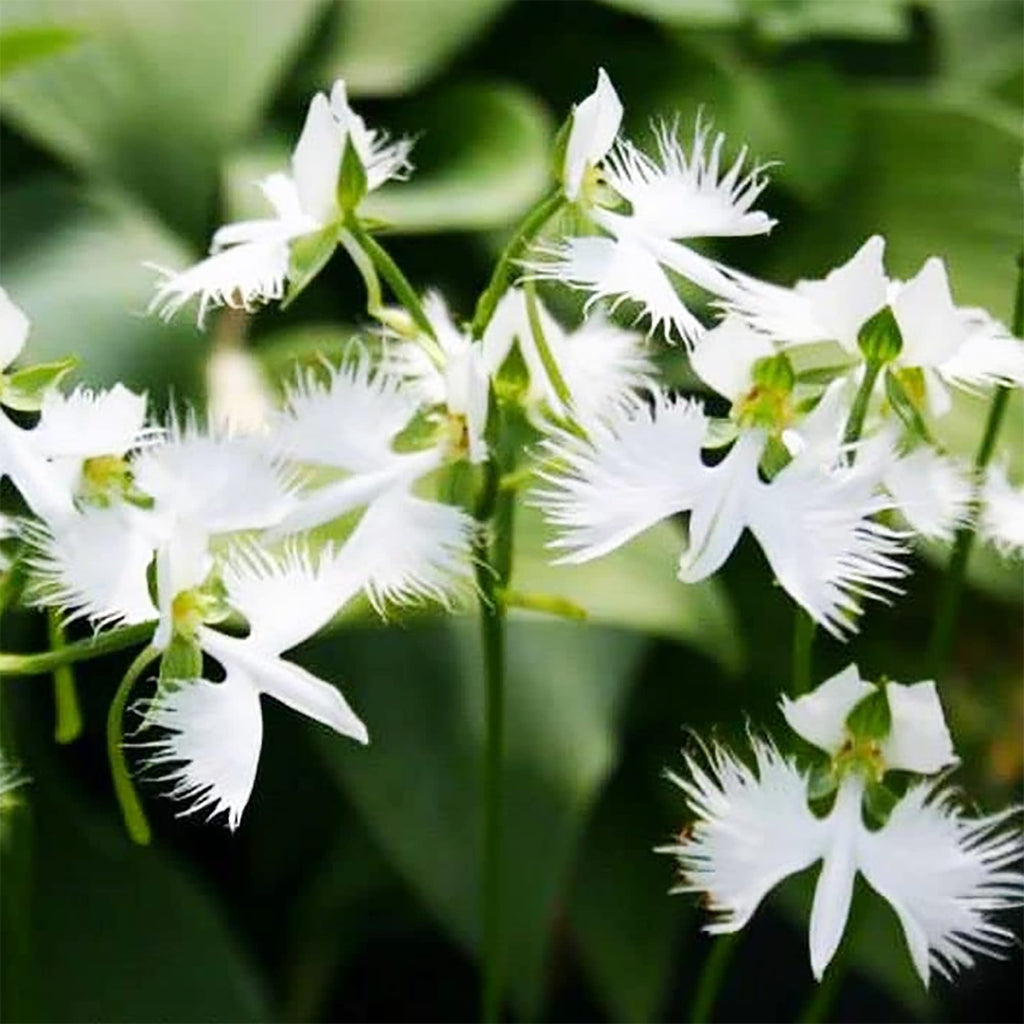 Japanese Radiata Flower seeds for Planting Easy to Grow, Heirloom & GMO Free Seeds for Home Garden seeds for planting