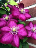 Deep Pink Clematis Flower seeds for Planting Drought Tolerant, Heirloom & GMO Free Seeds for Home Garden seeds for planting