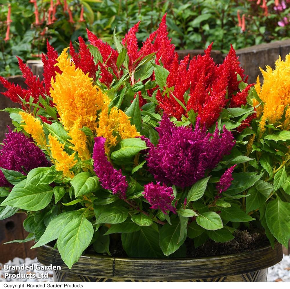 Premium Mixed Celosia Argentea Flower seeds for Planting Hardy Variety, Heirloom & GMO Free Seeds for Home Garden seeds