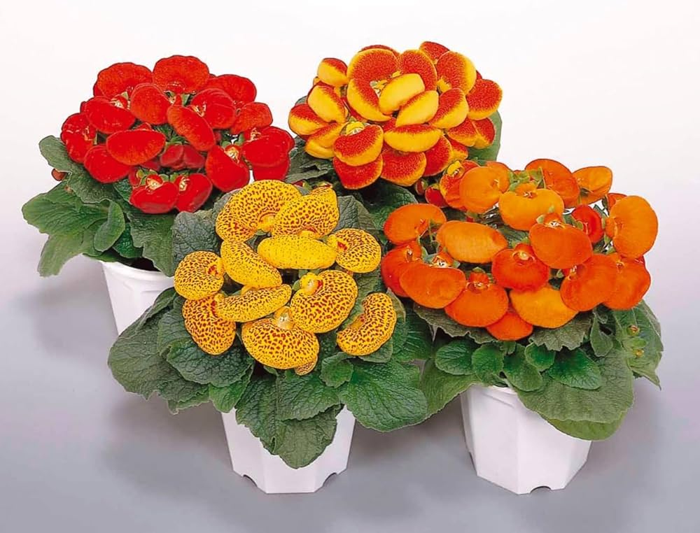 Mixed Calceolaria Flower seeds for Planting Hardy Variety, Heirloom & GMO Free Seeds for Home Garden seeds for planting