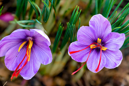 Heirloom (Heirloom Crocus) seeds for planting in home garden