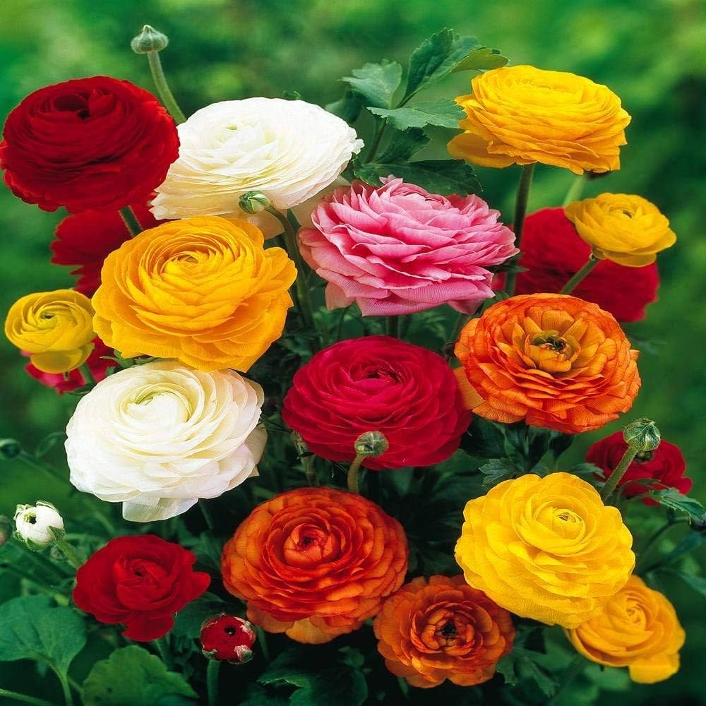 Ranunculus Persian Buttercup Flower seeds for Planting Sun Loving, Heirloom & GMO Free Seeds for Home Garden vegetable and garden seeds