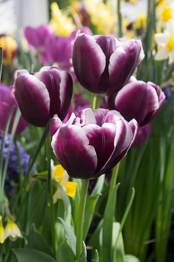 High quality White Purple Tulip Flower seeds for Planting Seasonal Bloomer, Heirloom & GMO Free Seeds for Home Garden seeds pack
