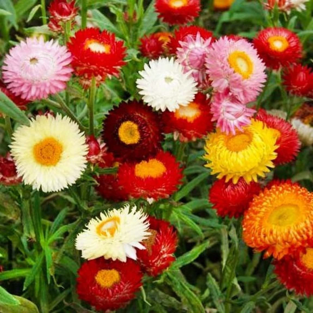 Mix Helianthemum Flower seeds for Planting Cut Flower Favorite, Heirloom & GMO Free Seeds for Home Garden seeds for planting