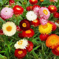 Mix Helianthemum Flower seeds for Planting Cut Flower Favorite, Heirloom & GMO Free Seeds for Home Garden seeds for planting
