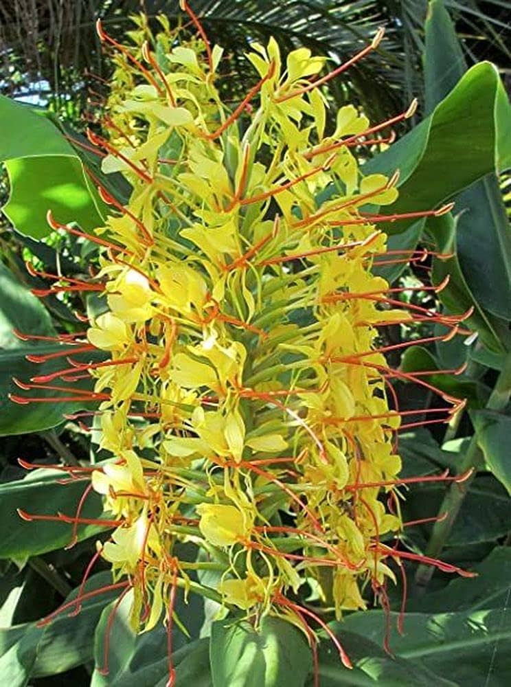 Premium Yellow Fragrant Flower seeds for Planting Long Bloom Season, Heirloom & GMO Free Seeds for Home Garden seeds