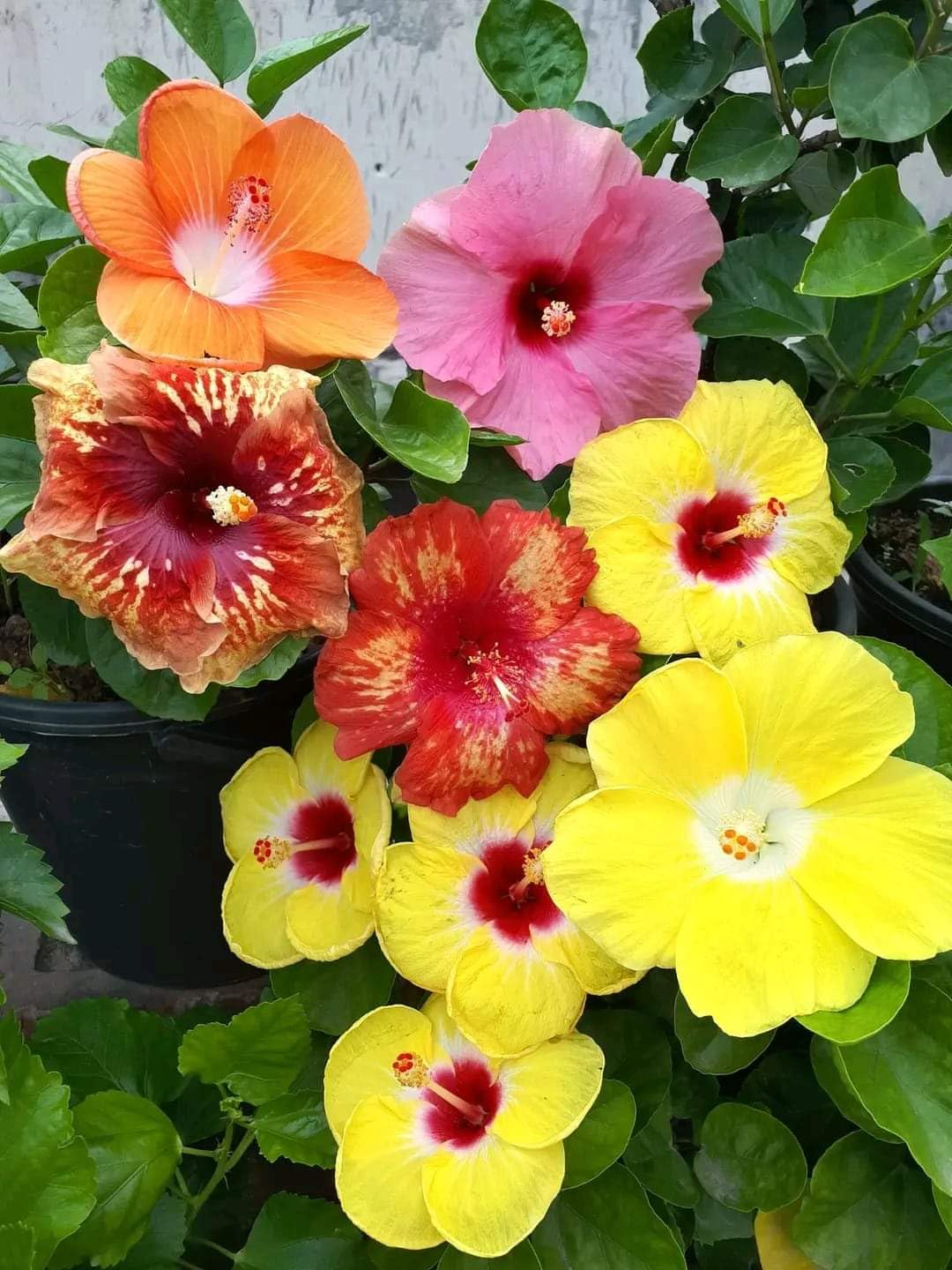 Multi Colour Hibiscus Flower seeds for Planting Compact Growth, Heirloom & GMO Free Seeds for Home Garden vegetable and garden seeds