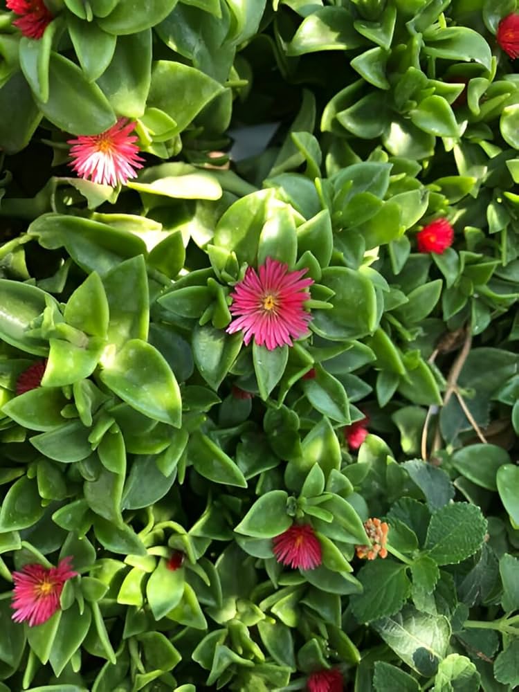 Rose Aptenia Flower seeds for Planting Easy to Grow, Heirloom & GMO Free Seeds for Home Garden vegetable and garden seeds