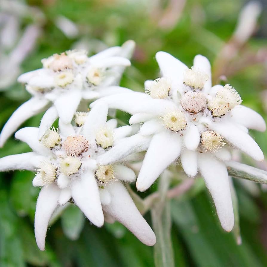 Premium White Edelweiss Ground Flower seeds for Planting Bright Blooms, Heirloom & GMO Free Seeds for Home Garden seeds
