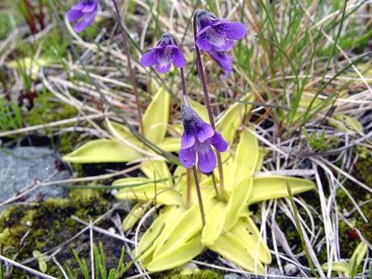 Butterwort flower seeds for Planting - Pollinator Friendly, Heirloom & GMO Free Seeds for Home Garden