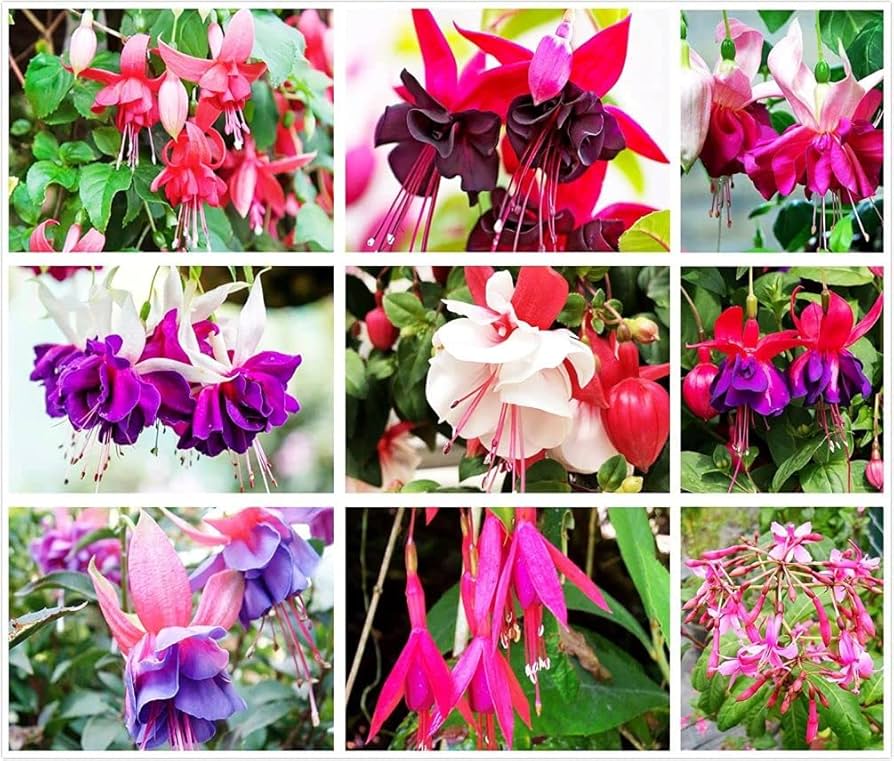 Black Green Fuchsia Flower seeds for Planting Cut Flower Favorite Heirloom & GMO Free Seeds for Home Garden