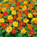Tithonia Flower seeds for Planting Hardy Variety, Heirloom & GMO Free Seeds for Home Garden seeds for planting