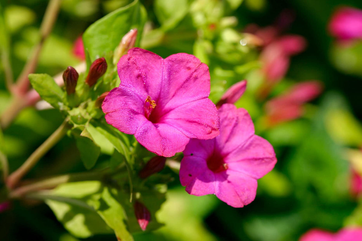 Four O’Clock Flower seeds for Planting, Pollinator Friendly Heirloom & GMO Free Seeds for Home Garden