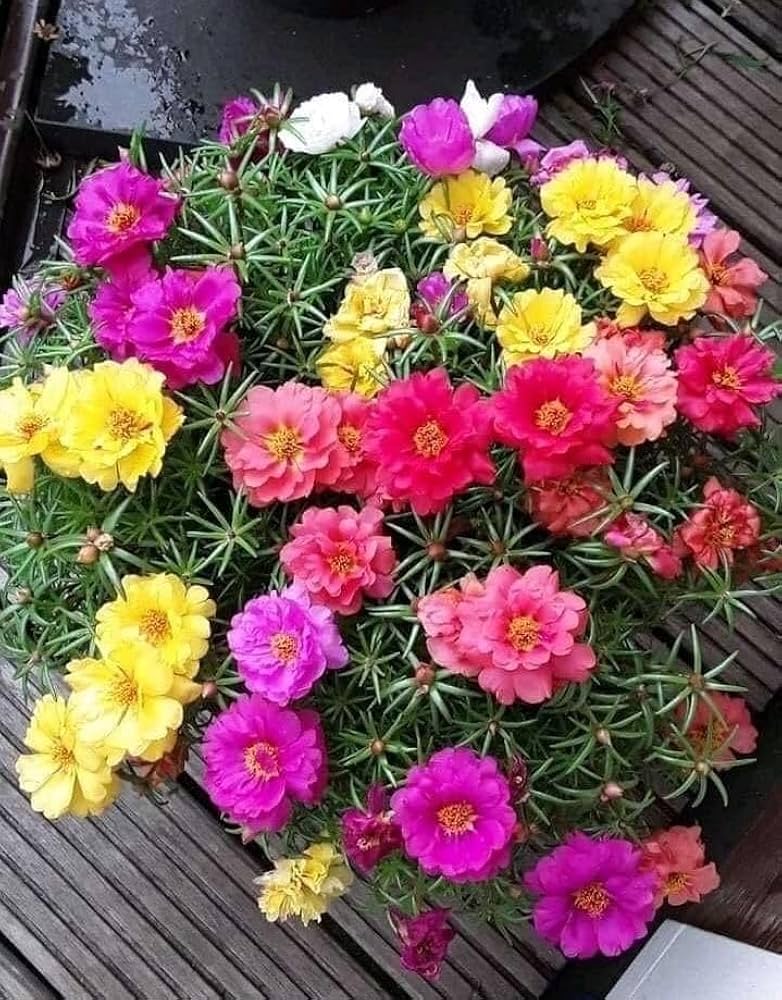 Mixed Portulaca Flower seeds for Planting Colorful Display, Heirloom & GMO Free Seeds for Home Garden vegetable and garden seeds