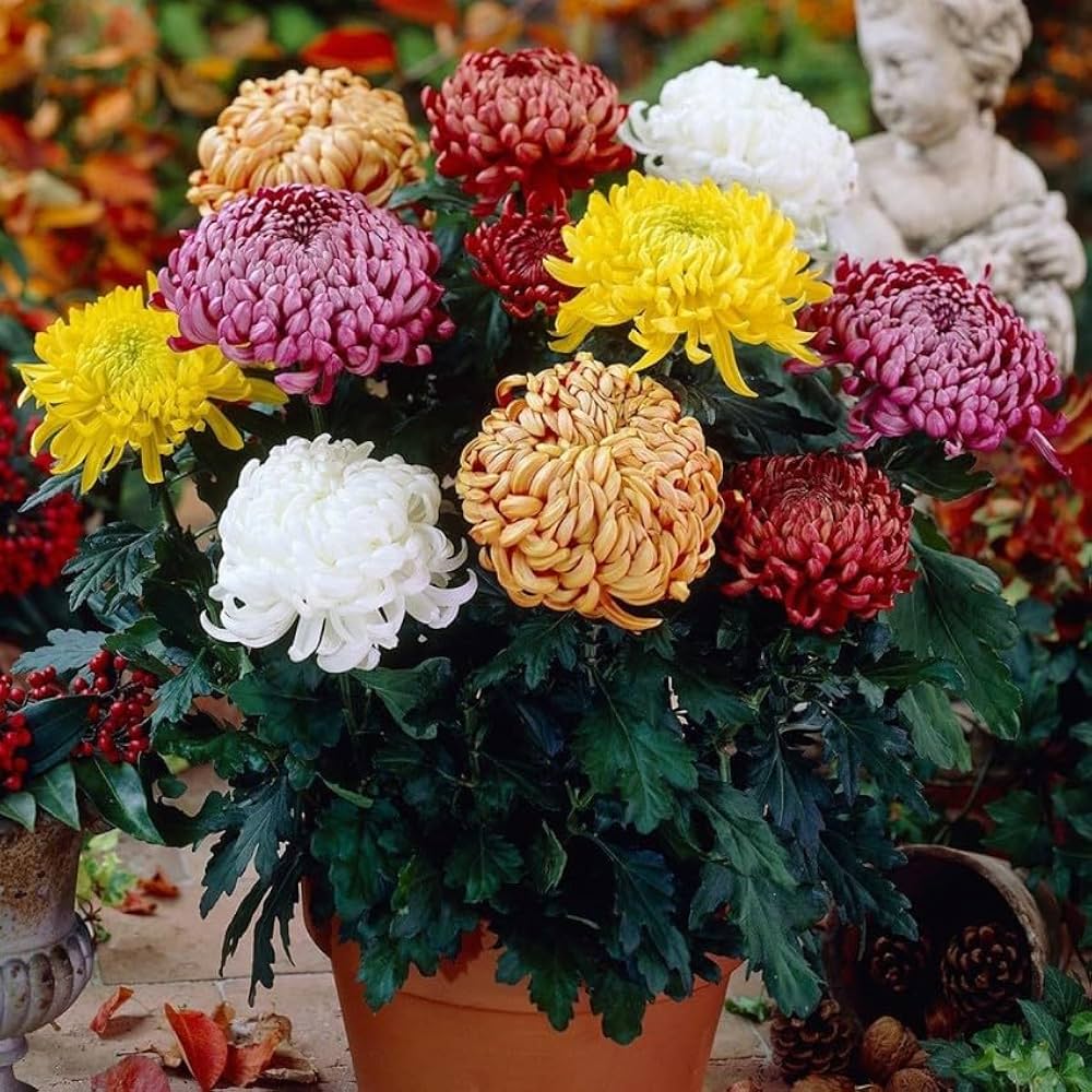 Yellow Red Chrysanthemum Flower seeds for Planting Seasonal Bloomer, Heirloom & GMO Free Seeds for Home Garden vegetable and garden seeds