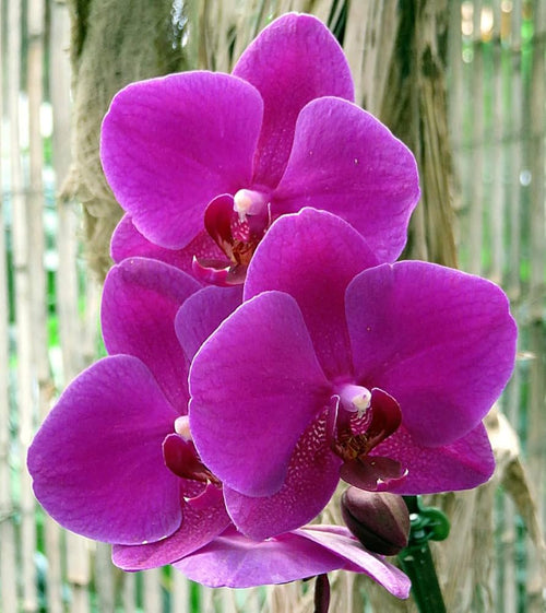 Butterfly Orchid Flower seeds for Planting Easy to Grow, Heirloom & GMO Free Seeds for Home Garden seeds for planting