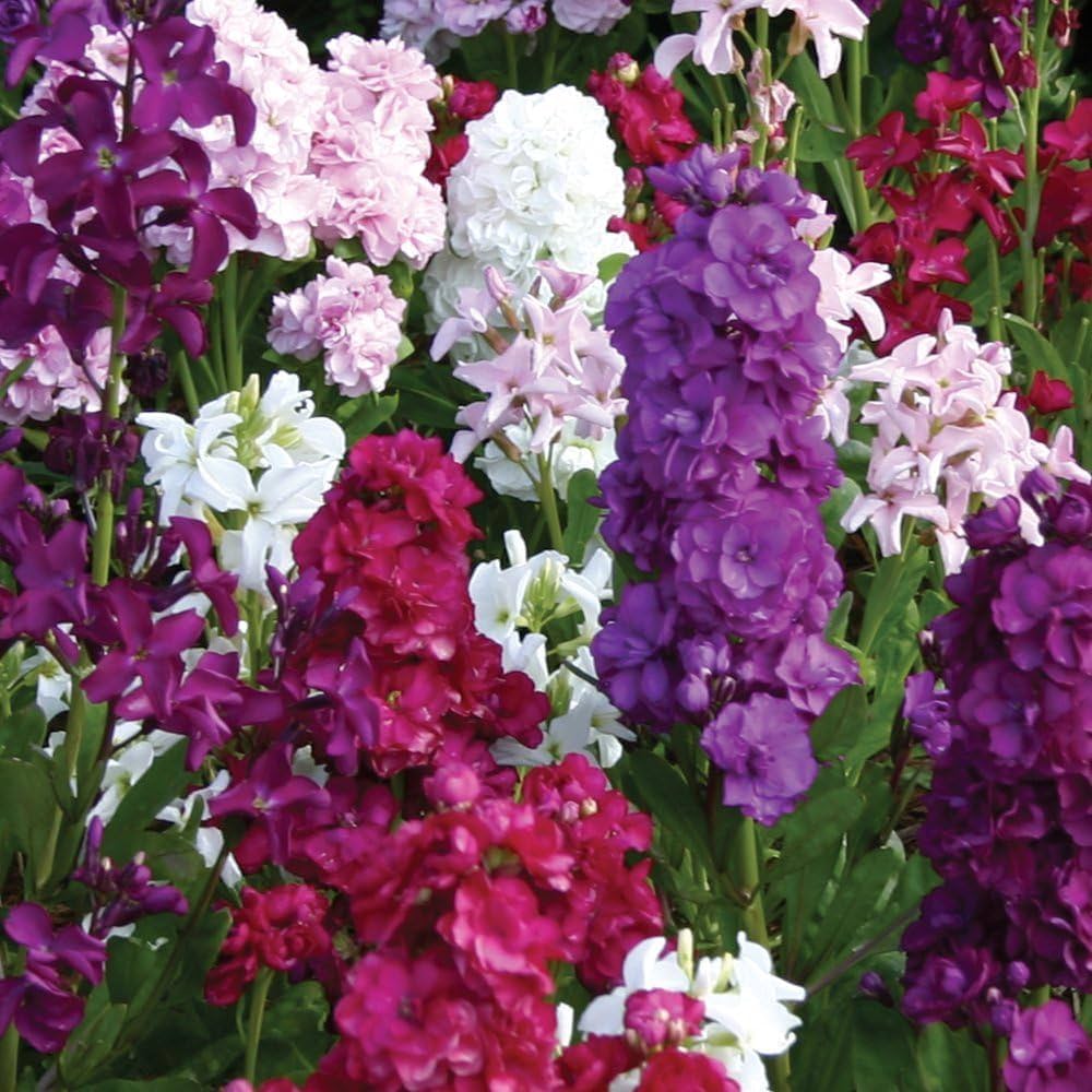 Matthiola Incana Multi Colour Flower seeds for Planting Vibrant Colors, Heirloom & GMO Free Seeds for Home Garden vegetable and garden seeds