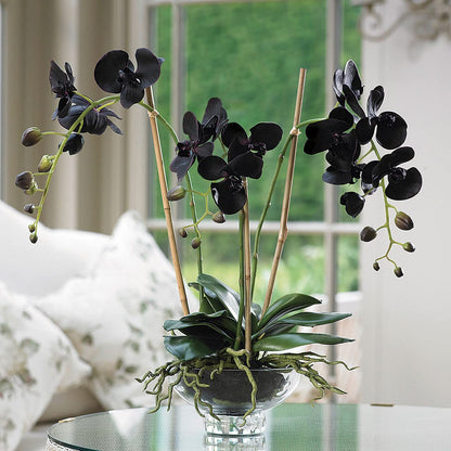 Black White Phalaenopsis Orchid Flower seeds for Planting Wildflower Mix Heirloom & GMO Free Seeds for Home Garden