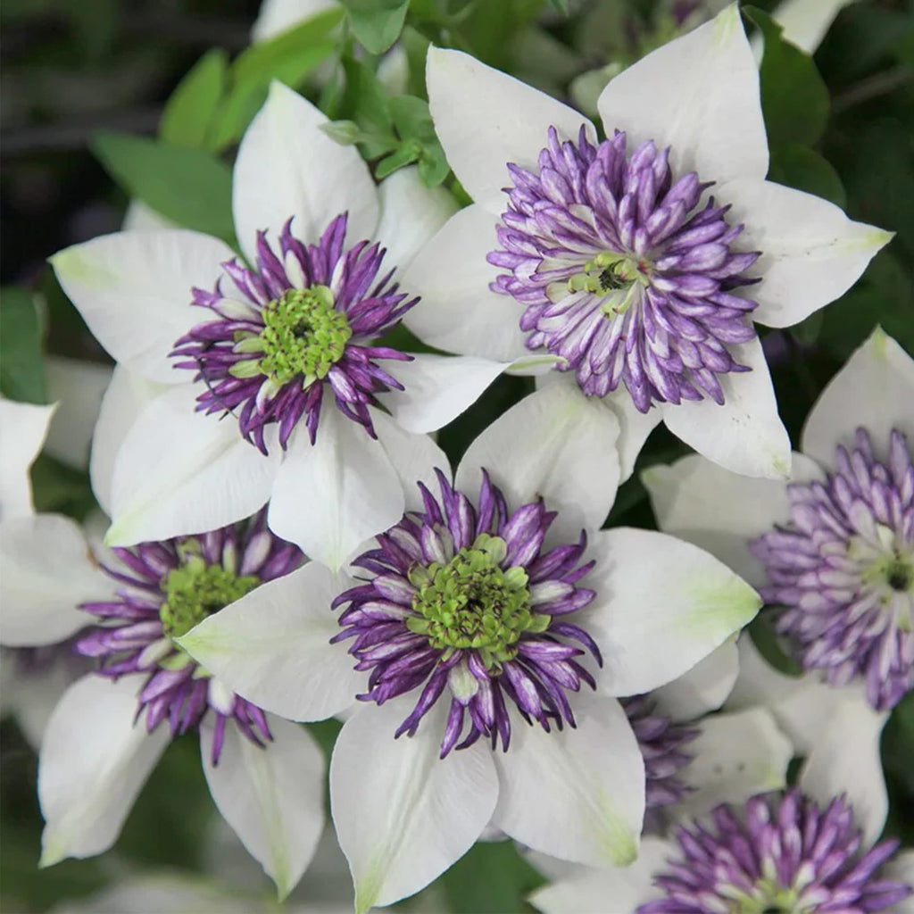 High quality Clematis White Purple Flower seeds for Planting Low Maintenance, Heirloom & GMO Free Seeds for Home Garden seeds pack